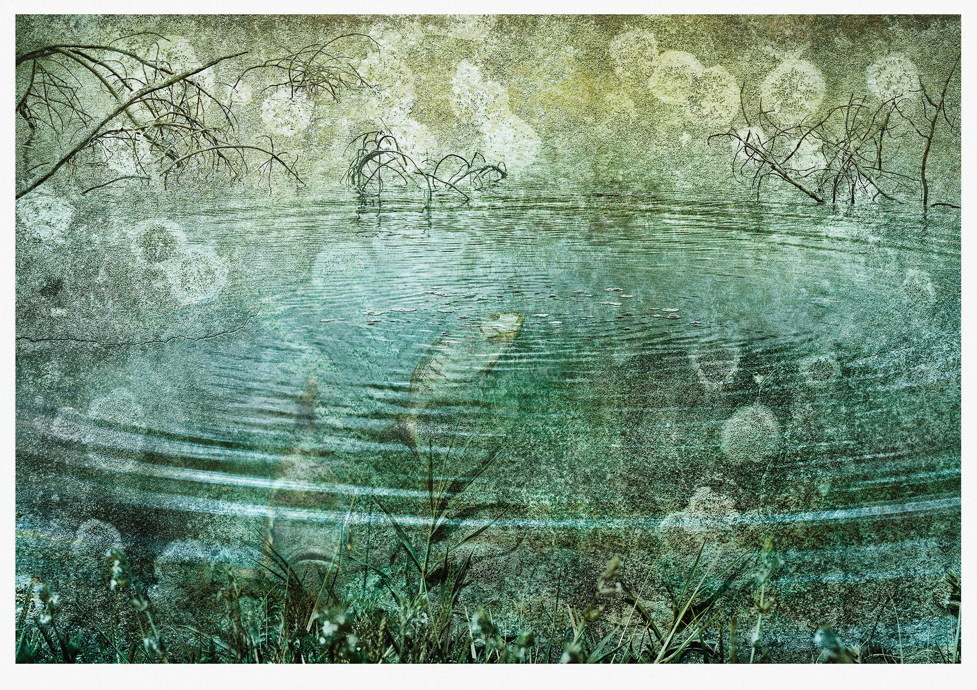 Monotoned misty pond scene with fish surfacing constructed from lichen stained wall and pond water ripples 